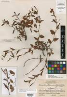 Chamaecrista flexuosa var. texana image