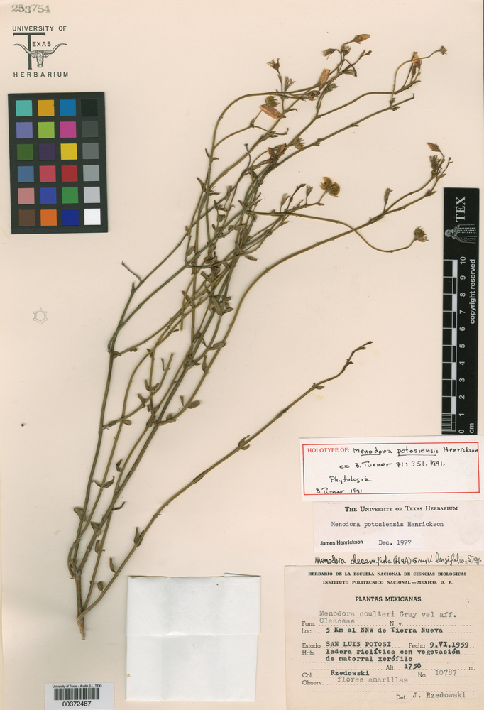 Menodora potosiensis image