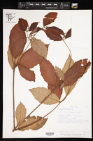 Croton brevipes image