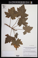 Pelargonium hispidum image