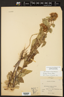 Asclepias texana image