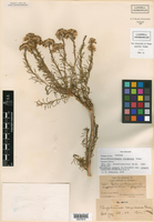 Ericameria cooperi subsp. cooperi image