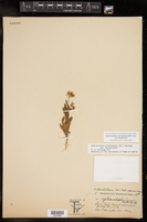 Aphanostephus skirrhobasis var. skirrhobasis image