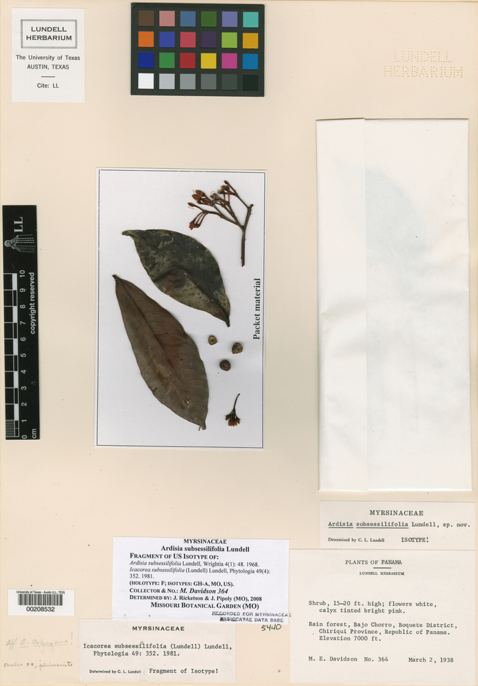 Ardisia subsessilifolia image