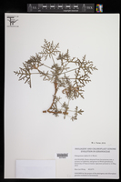 Image of Pelargonium radens