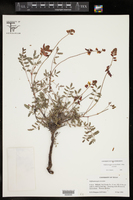 Hoffmannseggia oxycarpa subsp. oxycarpa image