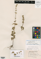 Salvia rhyacophila image
