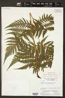 Tectaria mexicana image
