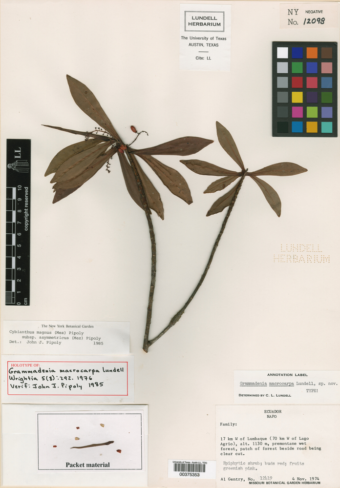 Cybianthus magnus subsp. asymmetricus image