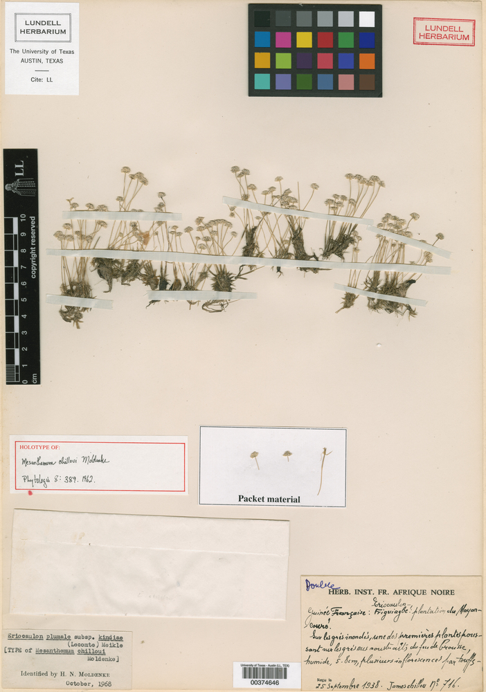Eriocaulon plumale subsp. kindiae image