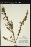 Acalypha lycioides image