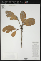 Lyonia buchii image