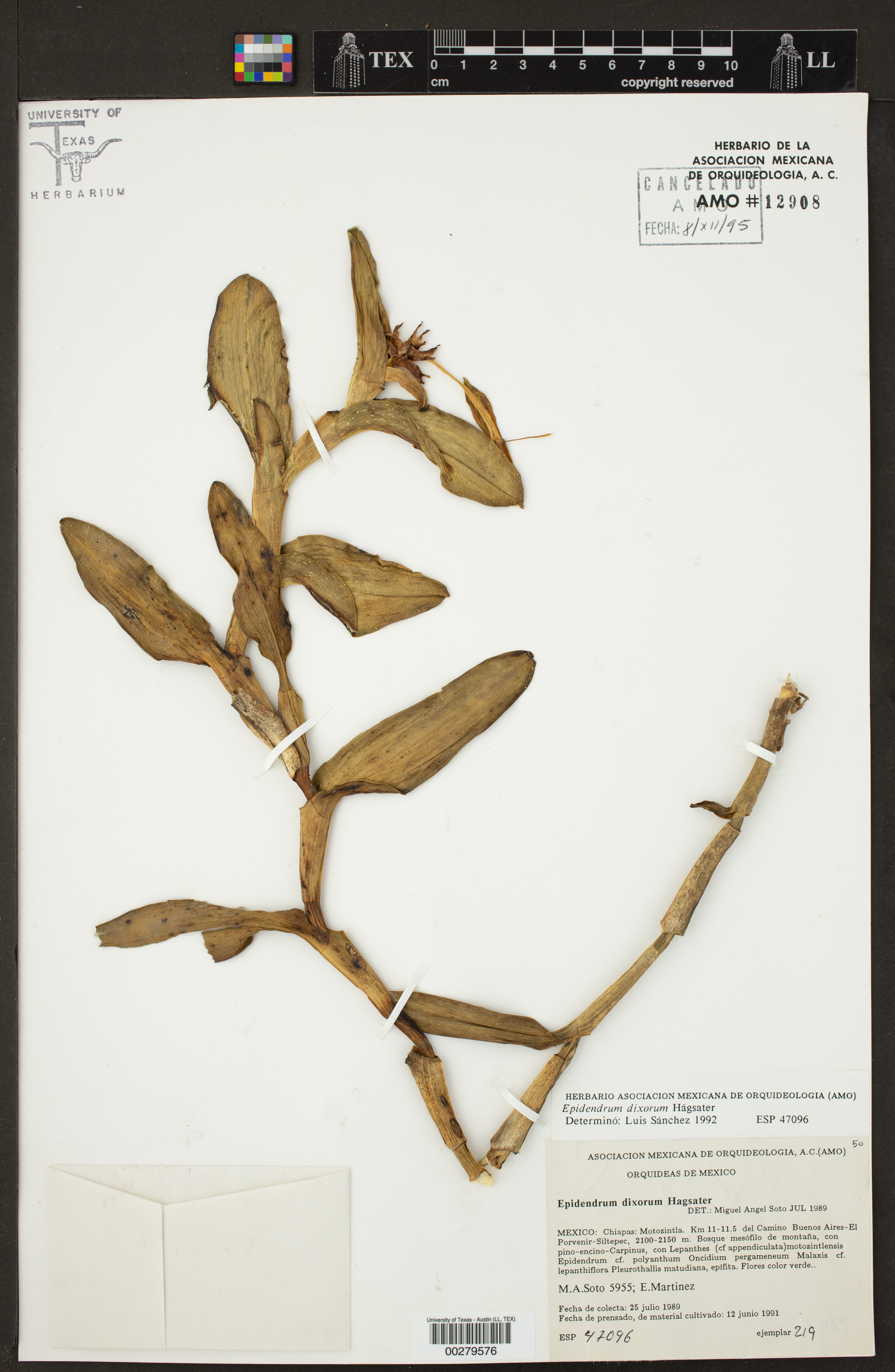 Epidendrum dixiorum Hágsater 2