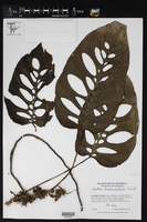 Monstera adansonii subsp. laniata image