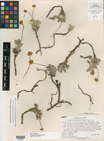Eriogonum rosense image