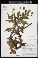 Smallanthus macvaughii image