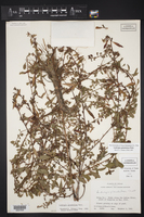 Ludwigia glandulosa image