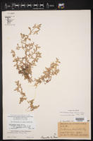 Guilleminea densa var. aggregata image