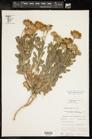 Xylorhiza wrightii image
