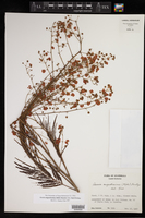 Acacia angustissima subsp. angustissima image