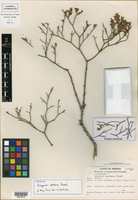 Eriogonum heermannii var. apachense image