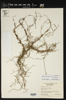 Metastelma arizonicum subsp. arizonicum image