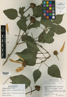Tithonia koelzii image