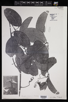 Image of Passiflora amoena