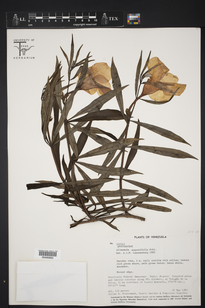 Allamanda angustifolia image