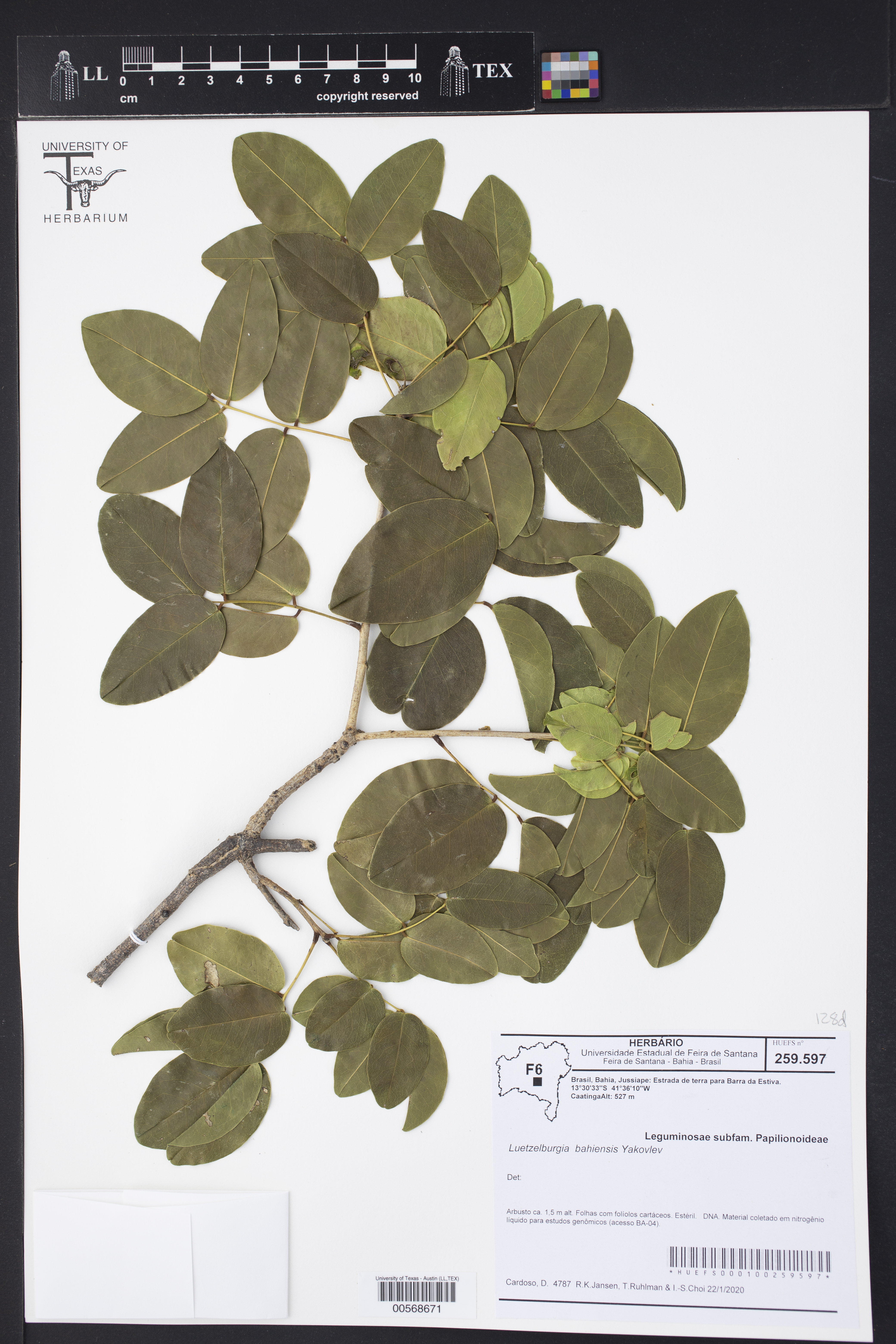 Luetzelburgia bahiensis