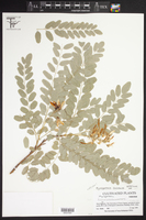 Myrospermum sousanum image