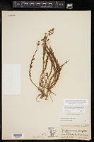 Trichocoronis wrightii image