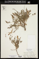 Hoffmannseggia oxycarpa subsp. oxycarpa image