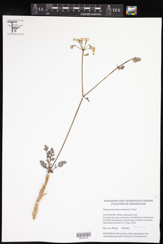 Pelargonium laxum image