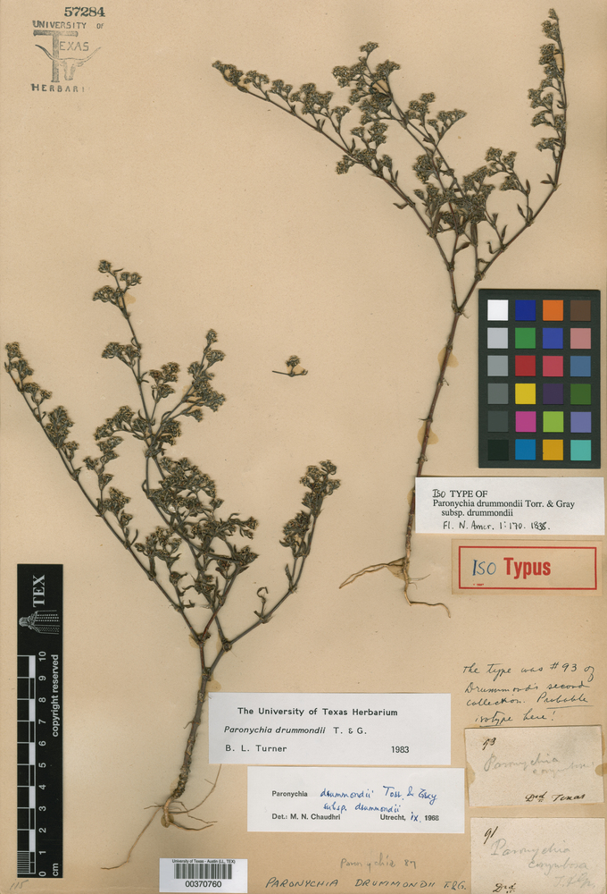 Paronychia drummondii subsp. drummondii image