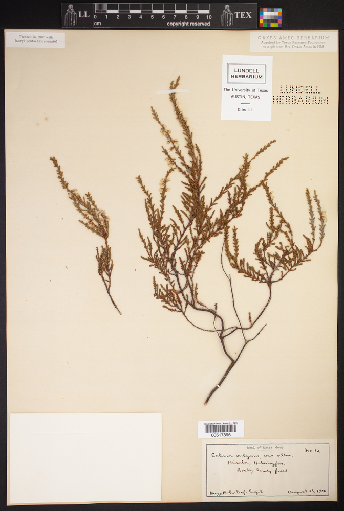 Calluna vulgaris var. alba image