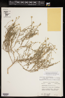 Aphanostephus ramosissimus var. humilis image