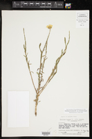 Xanthisma texanum var. orientale image