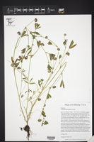 Trifolium hydrophilum image