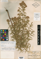 Asanthus solidaginifolius image