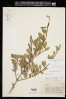 Forestiera pubescens var. parvifolia image