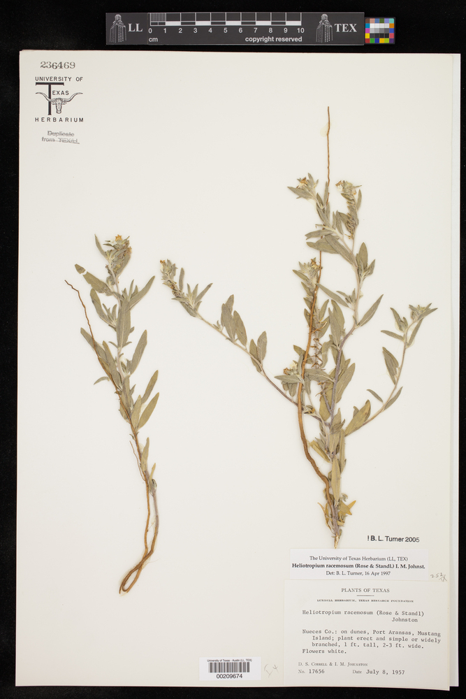 Heliotropium racemosum image
