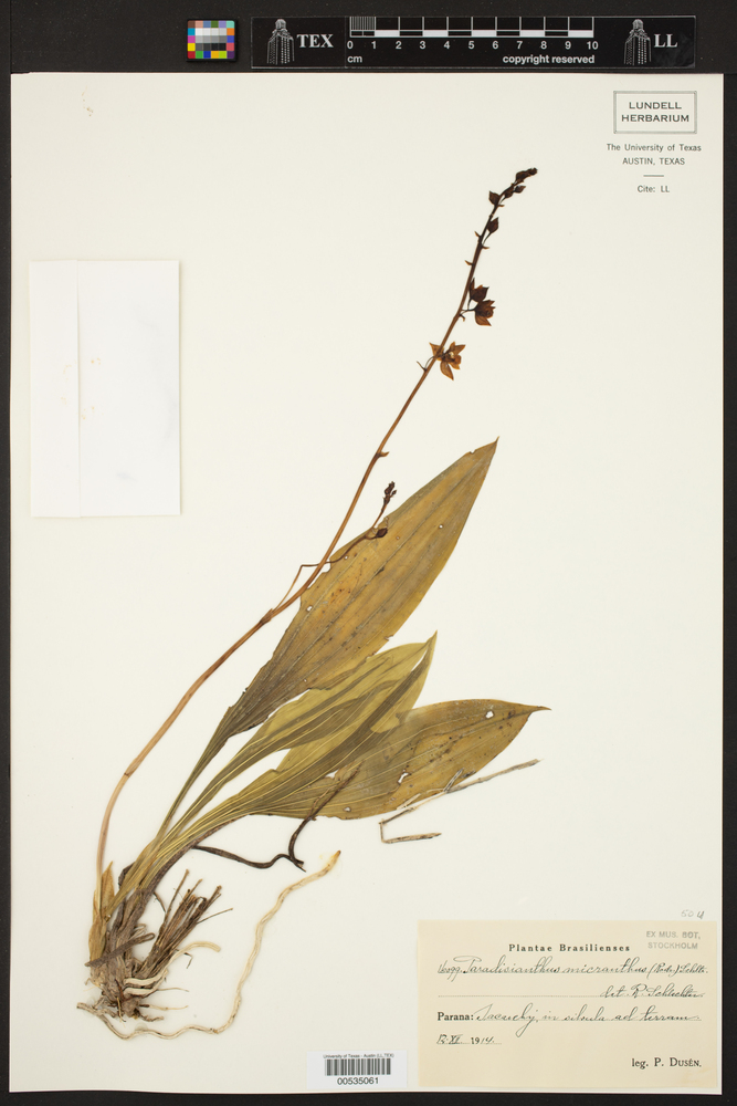 Paradisanthus bahiensis image