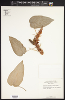 Anthurium radicans image
