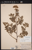 Phacelia rupestris image