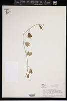 Passiflora crispolanata image