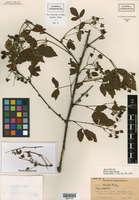 Rubus blakei image