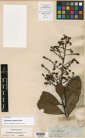 Image of Geissanthus ecuadorensis