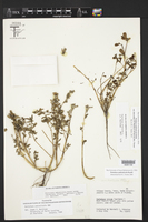 Portulaca umbraticola subsp. lanceolata image