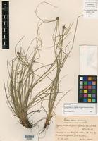Cyperus nanus image